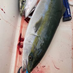 イサキを求めて