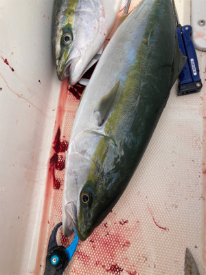 イサキを求めて