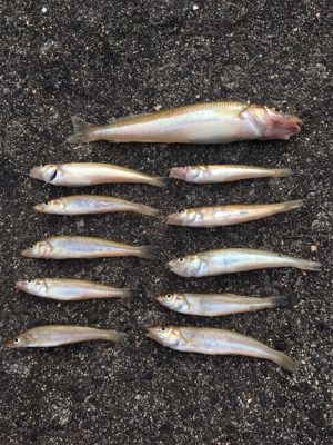 キスが食べたくて