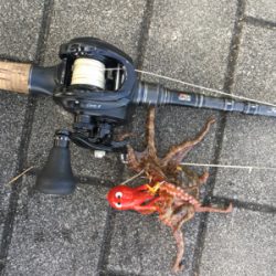 豆サバは相変わらずタコは激渋に。。