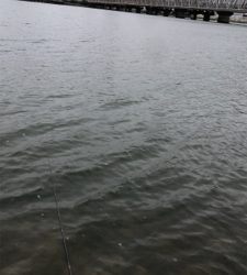 テナガエビチャレンジ