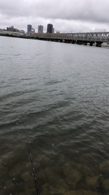 テナガエビチャレンジ