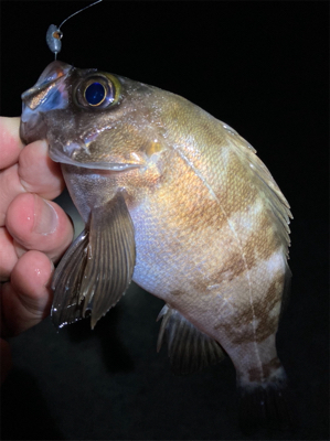 漁港で梅雨メバル