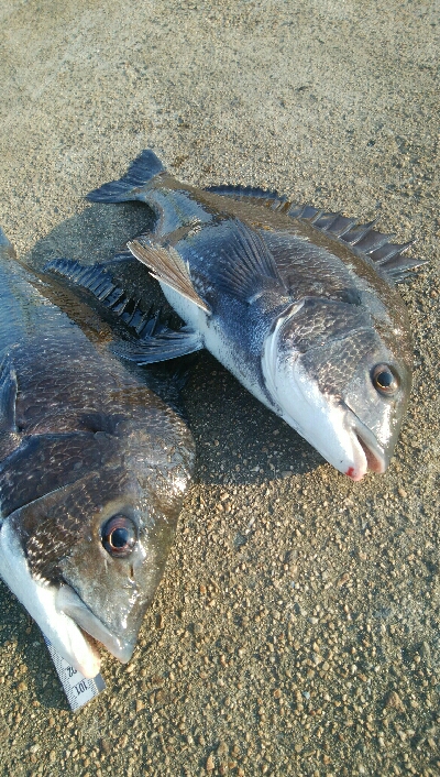 『釣りデビュー❤』181日目…