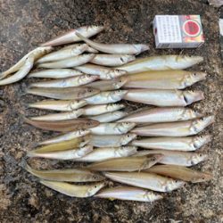 キス天食べ放題開催の為に。