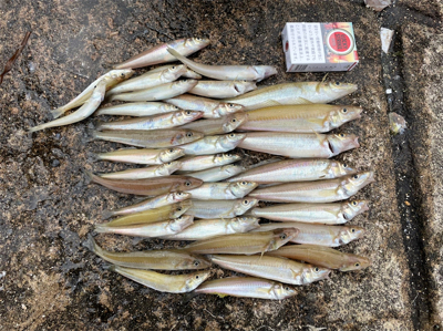 キス天食べ放題開催の為に。