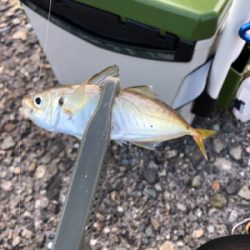 久々アジング、嬉しいゲスト