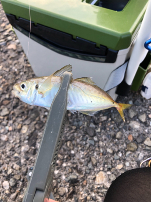 久々アジング、嬉しいゲスト