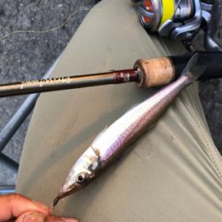 泉大津キスシーズンイン！