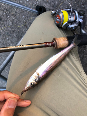 泉大津キスシーズンイン！