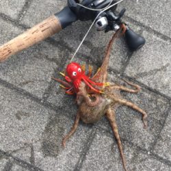 豆サバ、新子タコも激渋く。。