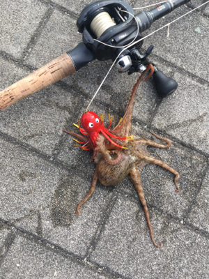 豆サバ、新子タコも激渋く。。