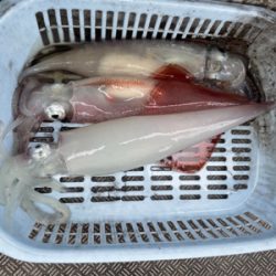 デイイカメタル