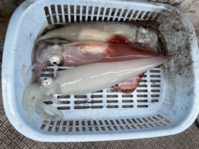 デイイカメタル