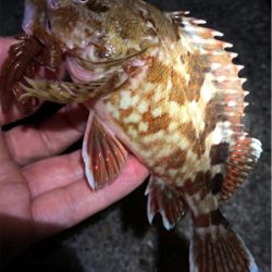 ボトムでガシラゲーム