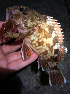 ボトムでガシラゲーム