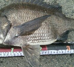 『釣りデビュー❤』182日目⭐