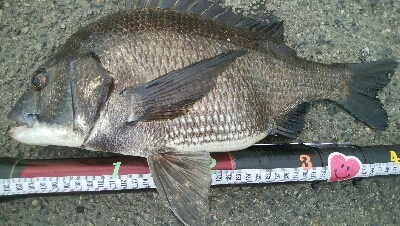 『釣りデビュー❤』182日目…