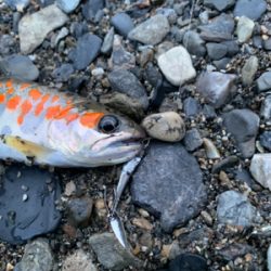 久しぶりのアマゴ