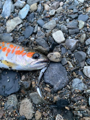 久しぶりのアマゴ