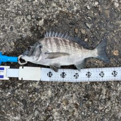 串本で紀州釣り