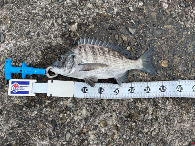 串本で紀州釣り