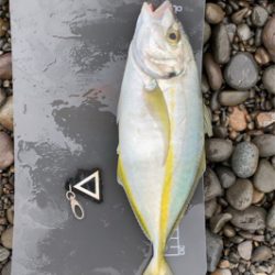 シマアジ狙いで！