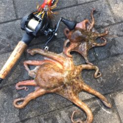 タコは渋いながらも成長過程。。