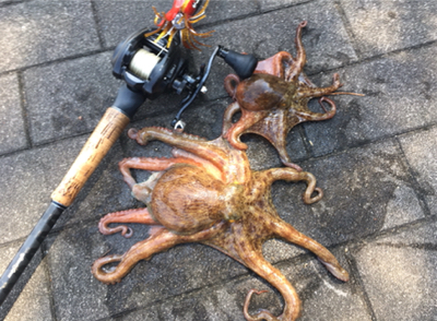 タコは渋いながらも成長過程。。