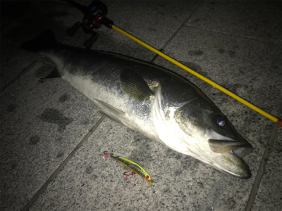 シーバス７０up