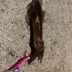 サイトエギング