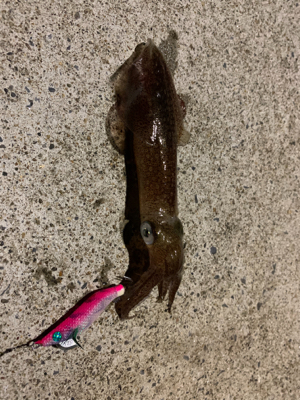 サイトエギング