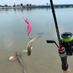 干潮からの3時間、ハゼクラ