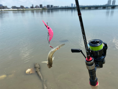 干潮からの3時間、ハゼクラ