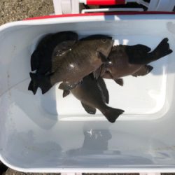 テトラでグレ釣り