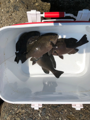 テトラでグレ釣り