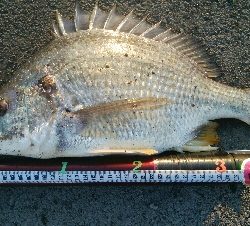 『釣りデビュー❤』183日目