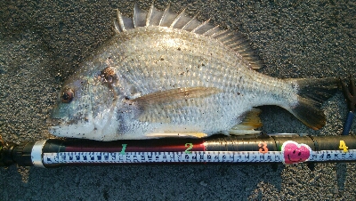 『釣りデビュー❤』183日目