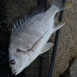 夕方のぶっ込み釣り