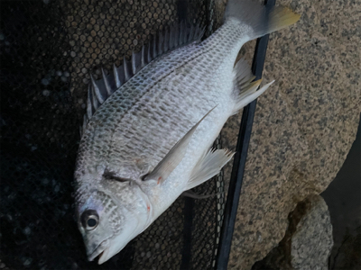 夕方のぶっ込み釣り