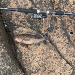 ロックフィッシュ