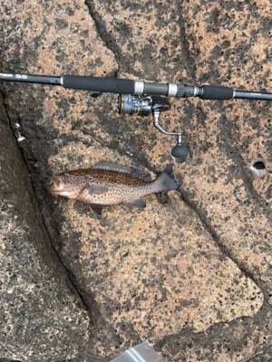 ロックフィッシュ