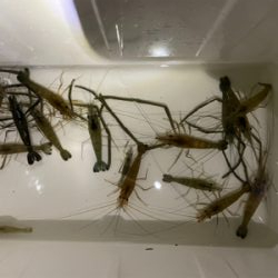 テナガエビ釣り