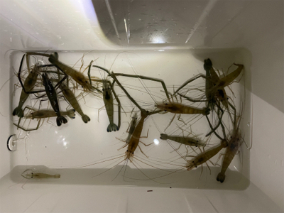 テナガエビ釣り