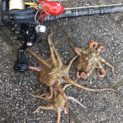 やっと成長してきたかと思いきや。。