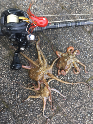 やっと成長してきたかと思いきや。。