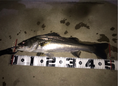 渋かったぁな(>_<)