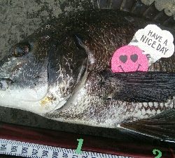 『釣りデビュー❤』184日目✨