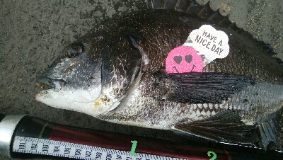 『釣りデビュー❤』184日目✨