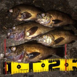 テトラランガンメバリング